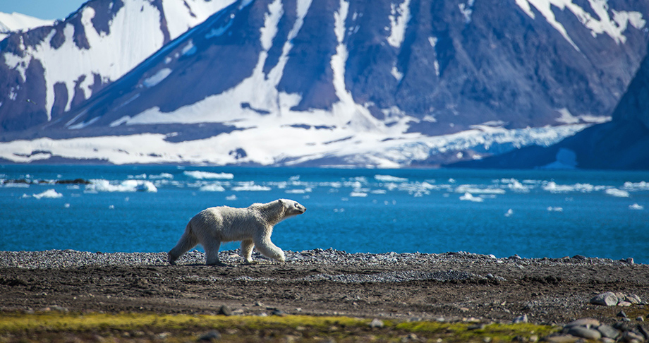 Réchauffement climatique